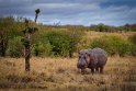 086 Masai Mara, nijlpaard